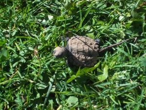 Turtle at Pheasant Branch