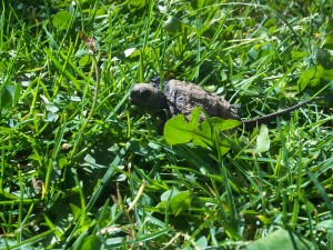 Turtle at Pheasant Branch (2)