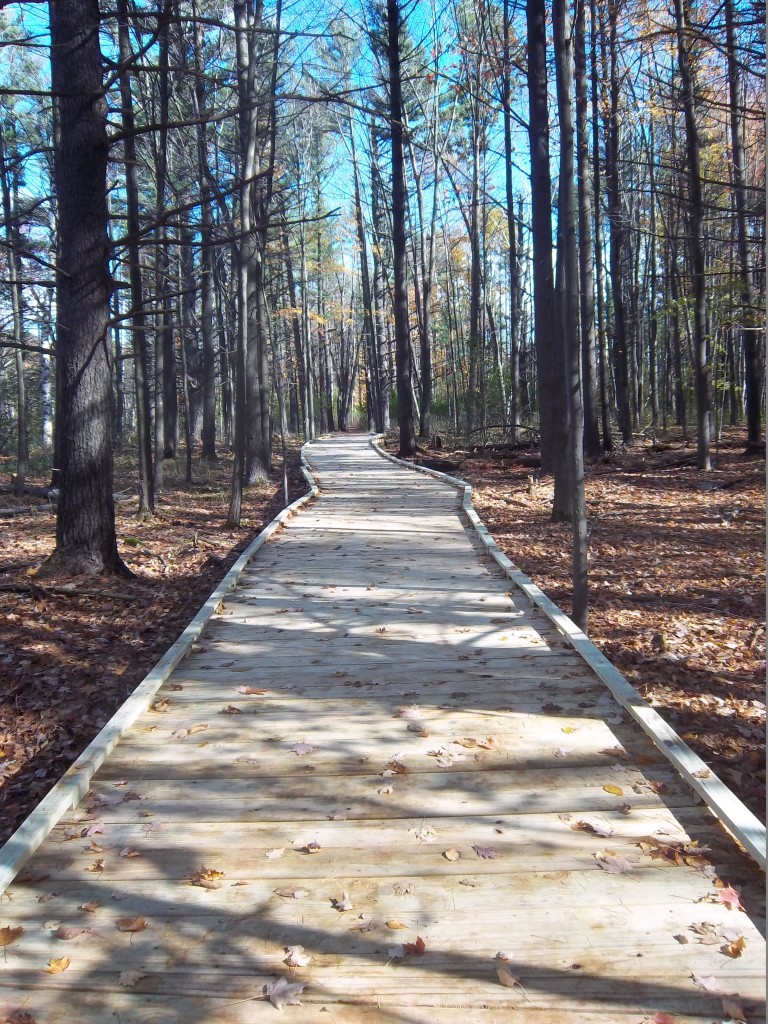 Boardwalk in Schmeeckle Reserve