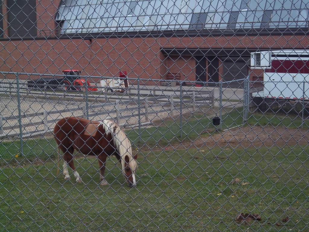 Horse at UW-Madison